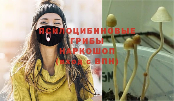 прущие грибы Вязьма